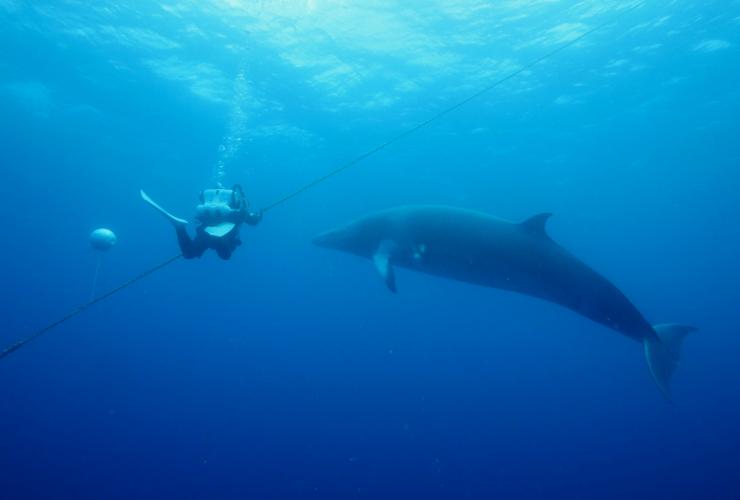昆士兰州，与小须鲸共泳 © 昆士兰州旅游及活动推广局版权所有