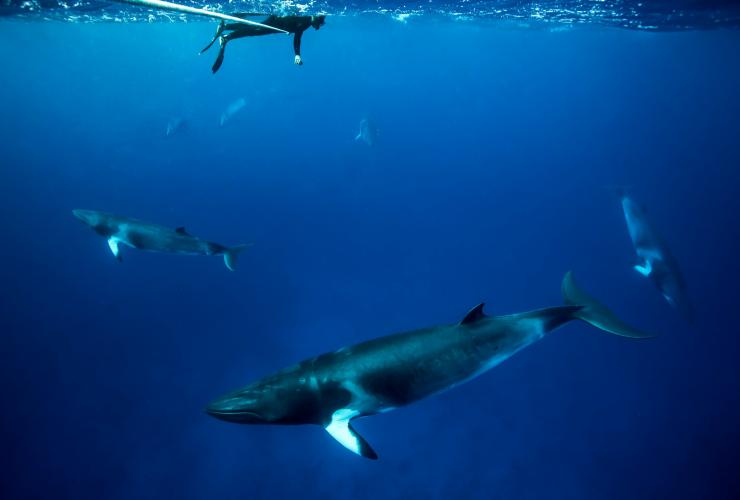 昆士兰州，博米灯塔潜水点，小须鲸 © 昆士兰州旅游及活动推广局版权所有