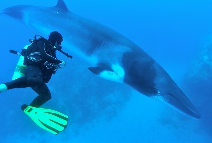 昆士兰州，大堡礁，与小须鲸共泳 © Eye to Eye Marine Encounters 公司版权所有