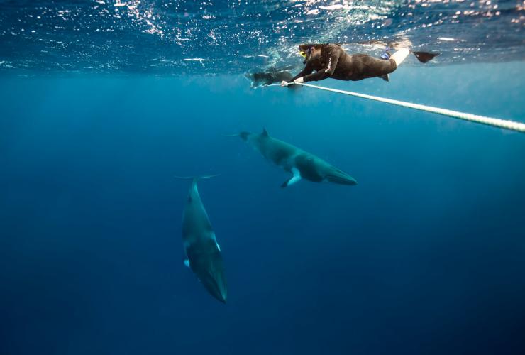 昆士兰州，博米灯塔潜水点，小须鲸 © 昆士兰州旅游及活动推广局版权所有