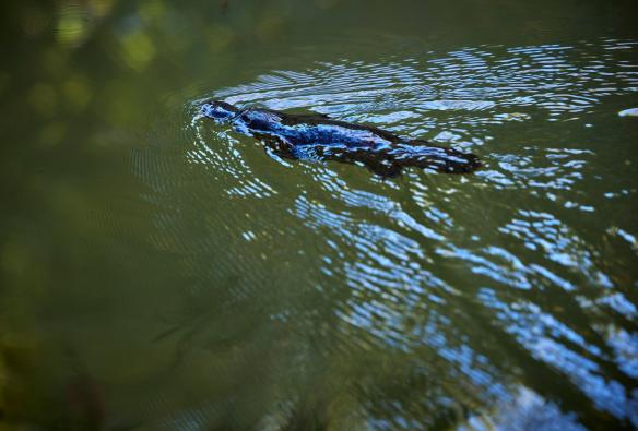 昆士兰州，凯恩斯，Wait-A-While Rainforest Tours，彼得森溪里的鸭嘴兽 © 昆士兰州旅游及活动推广局版权所有