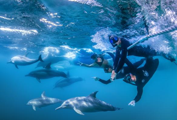 新南威尔士州，尼尔森湾，Dolphin Swim Australia 观光之旅期间，人和海豚在水下同游 © Gergo Rugli 版权所有