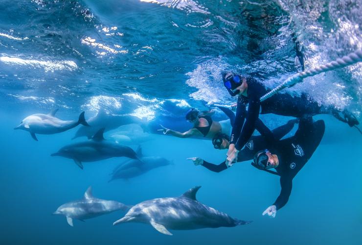 新南威尔士州，尼尔森湾，Dolphin Swim Australia 观光之旅期间，人和海豚在水下同游 © Gergo Rugli 版权所有