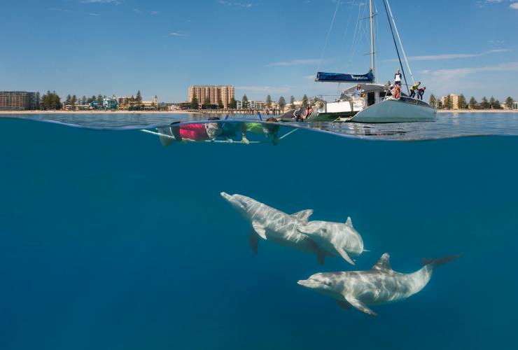 南澳大利亚州，阿德莱德，魅力航海之旅，人们在一艘船旁浮潜，三只海豚在其下方游泳 © 南澳大利亚旅游局版权所有