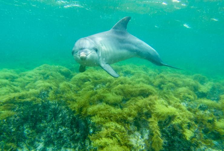 南澳大利亚州，拜尔得湾，一只海豚望向镜头的水下照片 © 澳大利亚旅游局版权所有