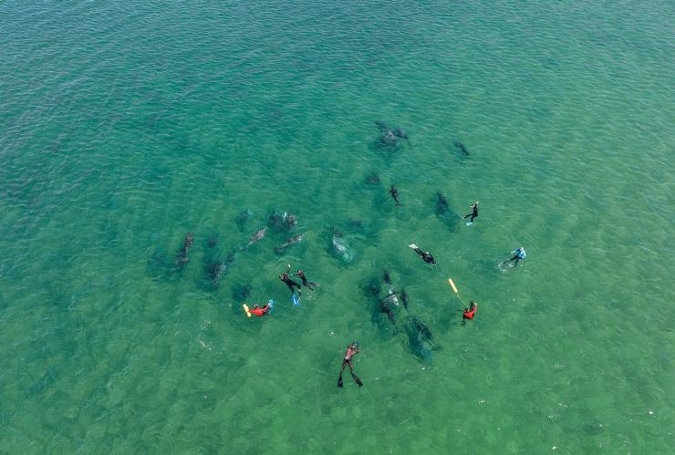 西澳大利亚州，班伯里，海豚探索中心，碧绿清澈的海水中一群人与海豚嬉戏畅游的航拍图 © 澳大利亚旅游局版权所有