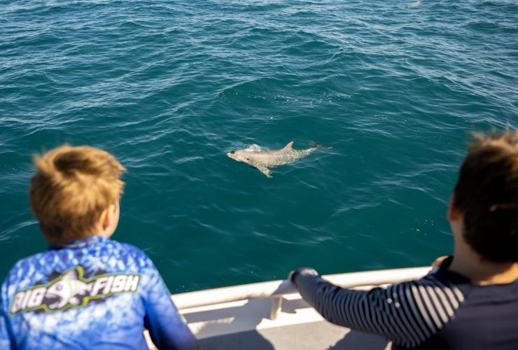 南澳大利亚州，袋鼠岛，袋鼠岛海洋之旅，两个人在船上观看附近海洋中的海豚 © 澳大利亚旅游局版权所有