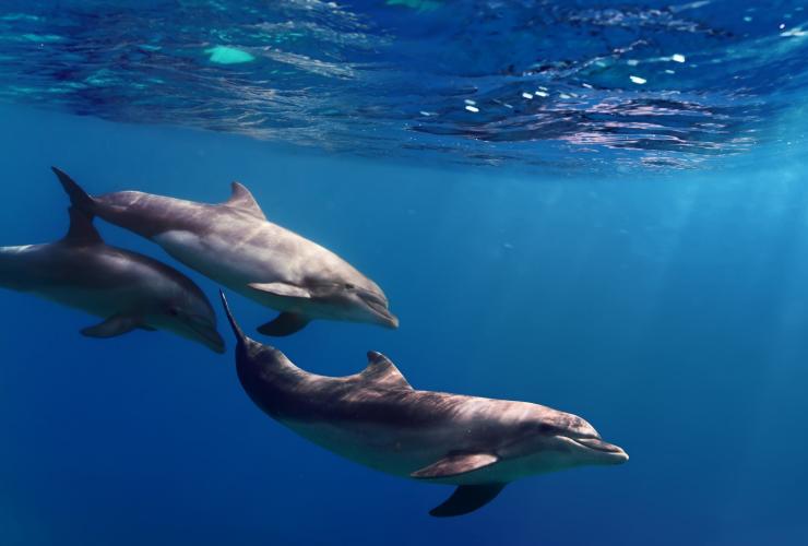 维多利亚州，摩林顿半岛，Moonraker 与海豚游泳，三只海豚在水下游泳 © 维多利亚州旅游局版权所有