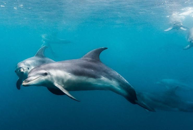 维多利亚州，摩林顿半岛，Moonraker 与海豚游泳，一群海豚的水下照片 © Moonraker Dolphin Swims 版权所有