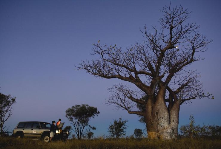 西澳大利亚州，德币，酒瓶树 © 西澳大利亚州旅游局版权所有