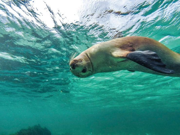 南澳大利亚，艾尔半岛，拜尔得湾，水下拍摄，一只海狮在水里倒立游泳 © 澳大利亚旅游局版权所有