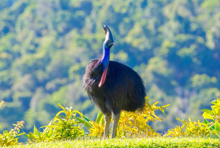 远北昆士兰，戴恩树热带雨林，远北昆士兰自然之旅，一只高大的食火鸡立在田野里 © 远北昆士兰自然之旅版权所有