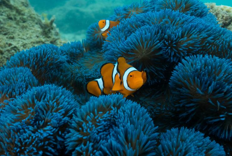 昆士兰州，法兰克群岛，法兰克群岛礁岩巡游之旅，小丑鱼在亮蓝色的海葵里钻来钻去 © Frankland Islands Reef Cruises 版权所有
